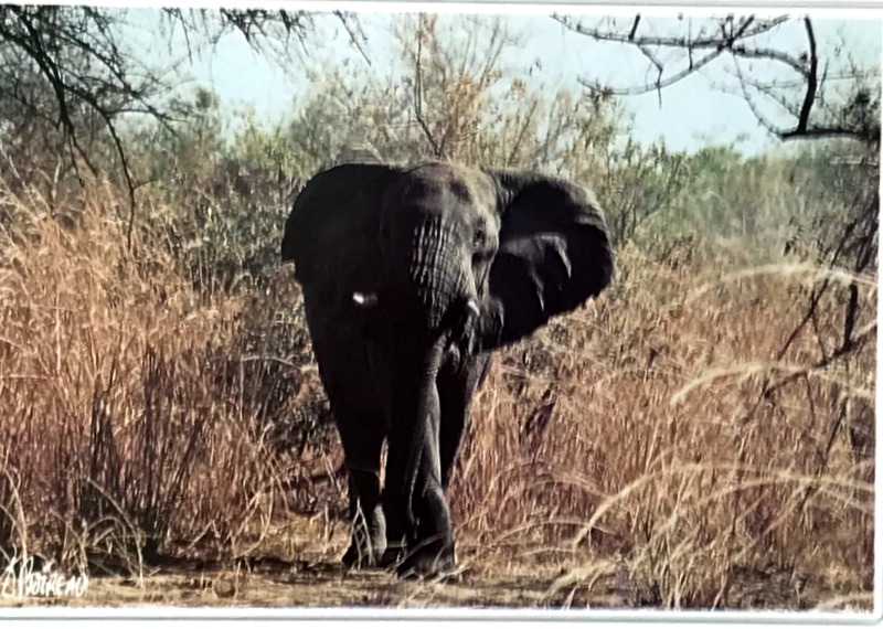 Cartes · Cartes postales Afrique