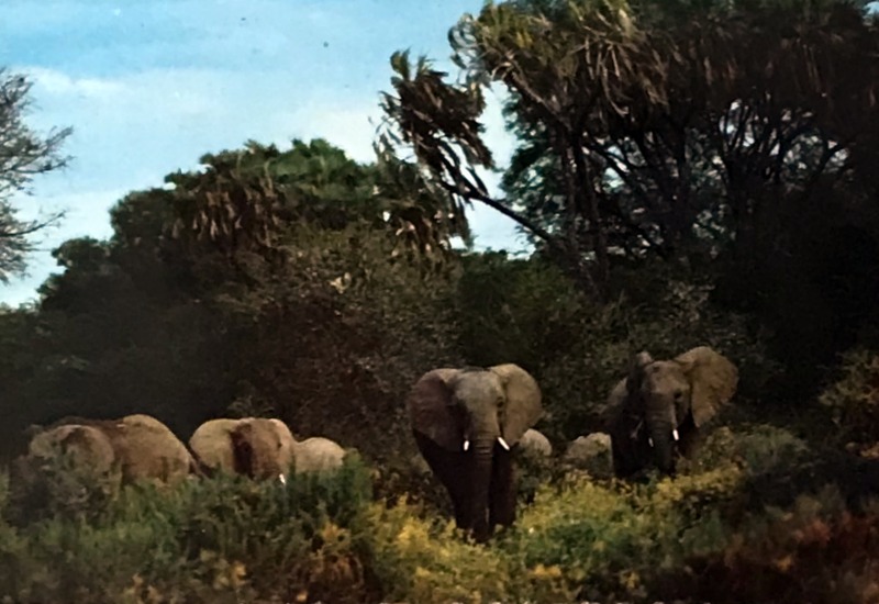 Cartes · Cartes postales Afrique