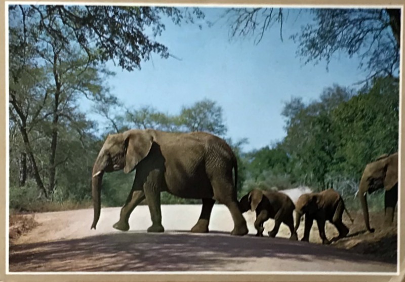 Cartes · Cartes postales Afrique