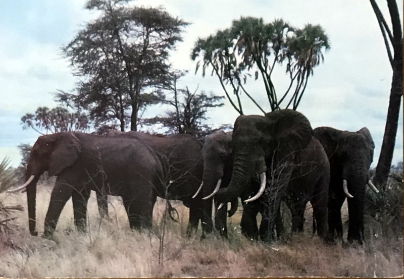 Cartes · Cartes postales Afrique