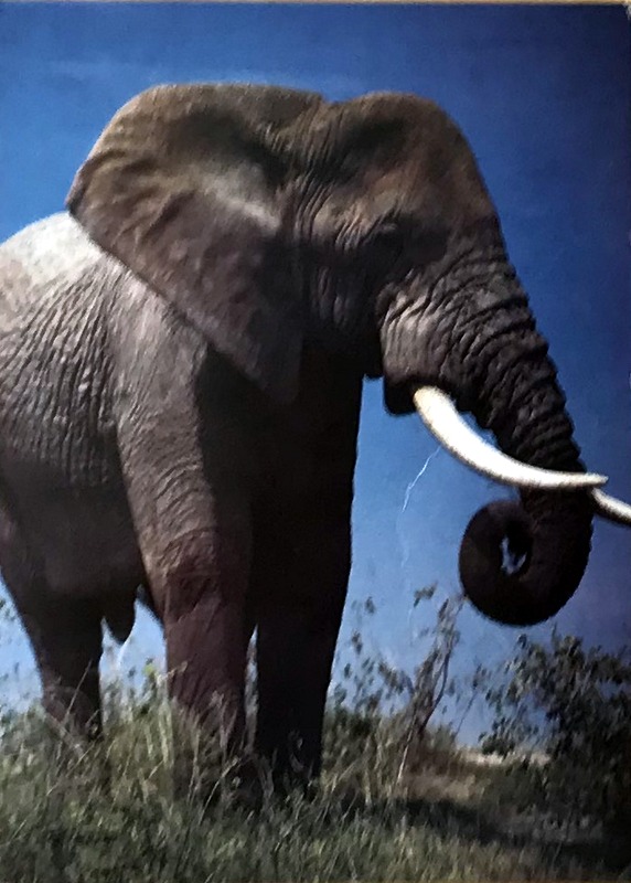 Cartes · Cartes postales Afrique