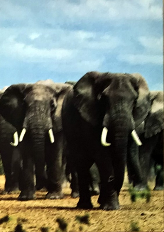 Cartes · Cartes postales Afrique