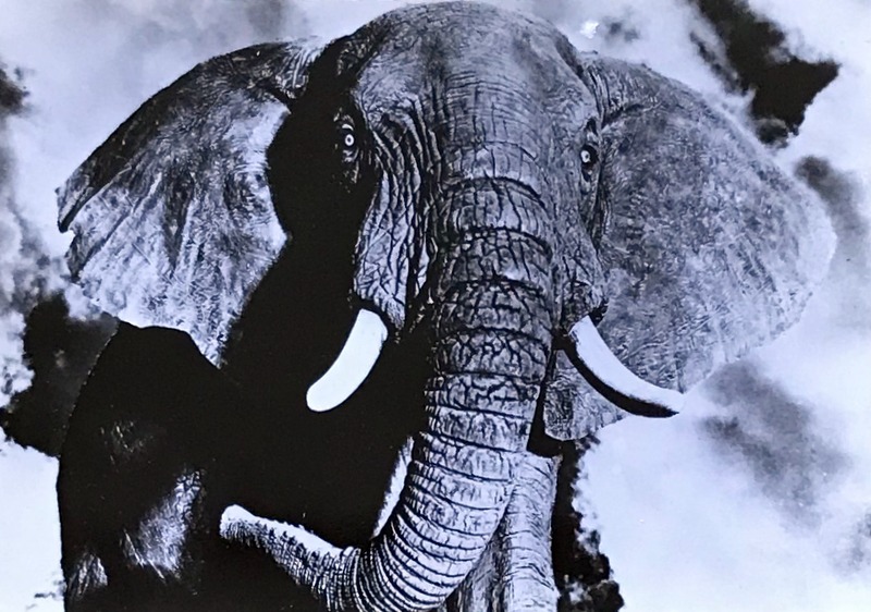 Cartes · Cartes postales Afrique