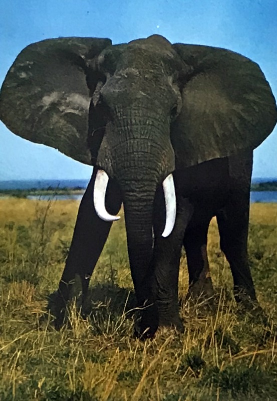 Cartes · Cartes postales Afrique