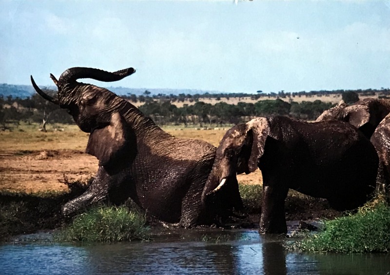 Cartes · Cartes postales Afrique