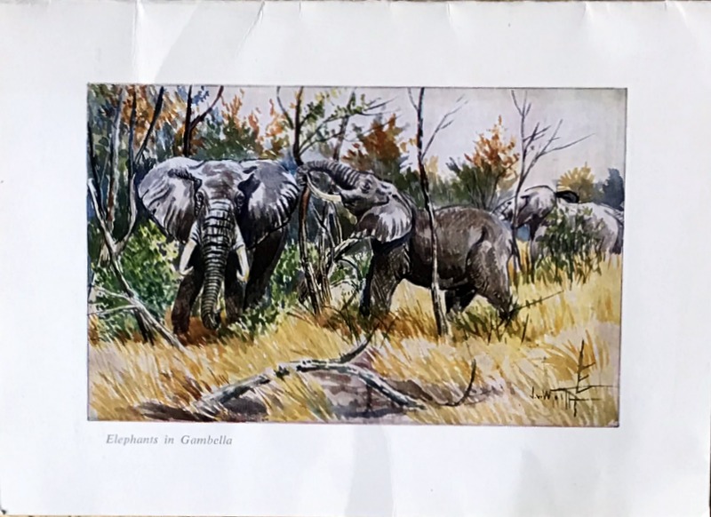 Cartes · Cartes postales Afrique