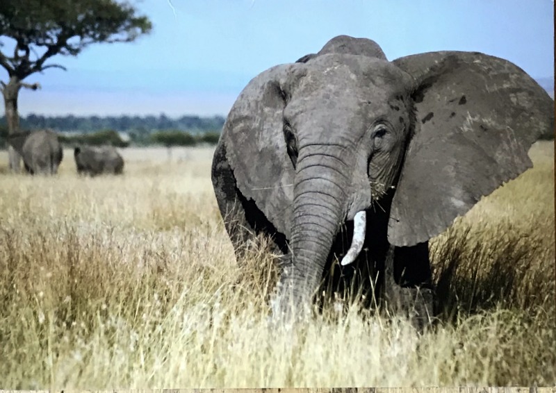 Cartes · Cartes postales Afrique