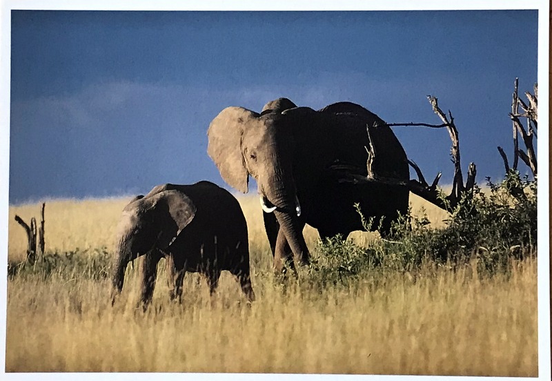 Cartes · Cartes postales Afrique