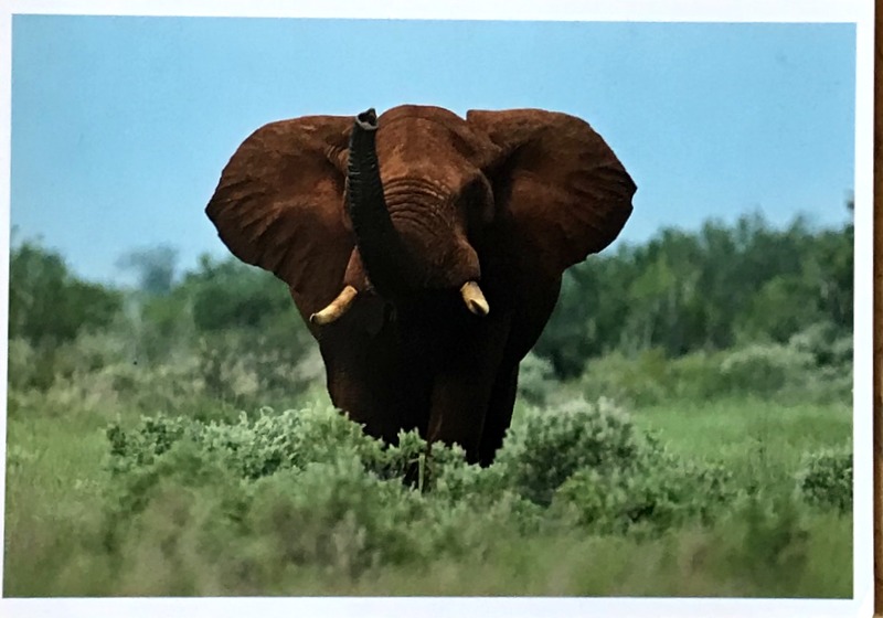 Cartes · Cartes postales Afrique