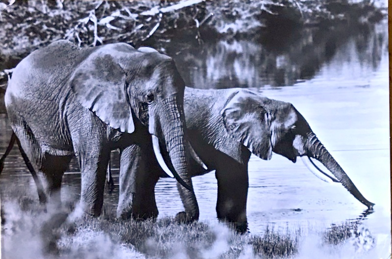 Cartes · Cartes postales Afrique