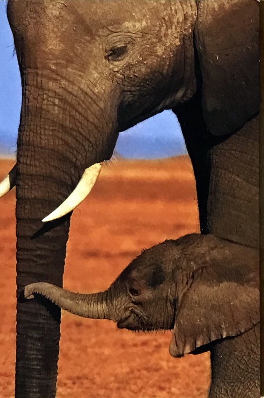 Cartes · Cartes postales Afrique