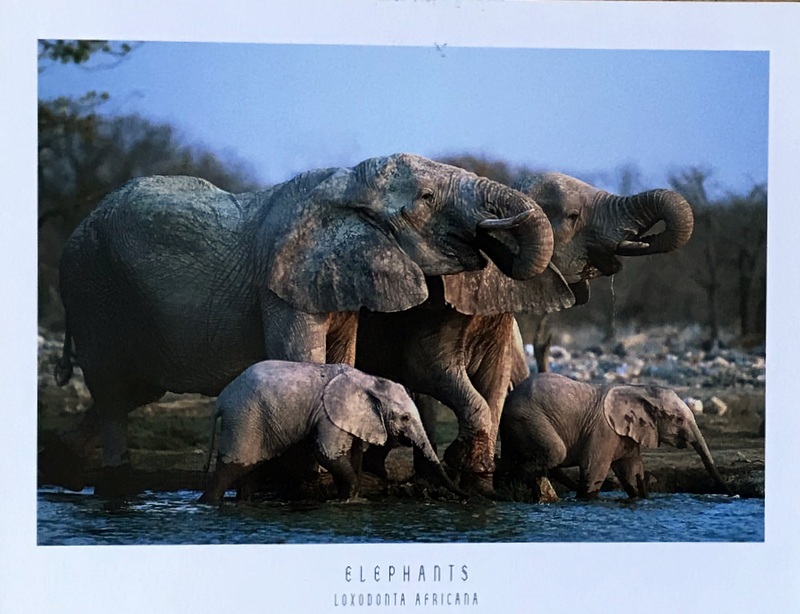 Cartes · Cartes postales Afrique