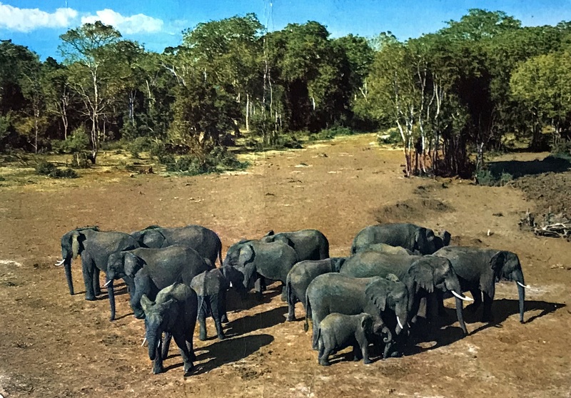 Cartes · Cartes postales Afrique