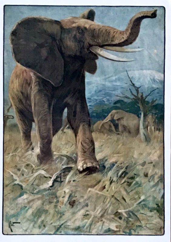 Cartes · Cartes postales Afrique