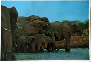 Cartes · Cartes postales Afrique