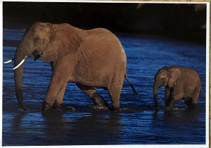Cartes · Cartes postales Afrique