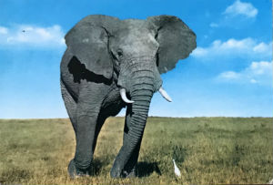 Cartes · Cartes postales Afrique
