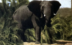 Cartes · Cartes postales Afrique