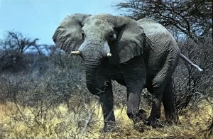 Cartes · Cartes postales Afrique