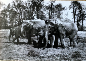 Cartes · Cartes postales Asie - Éléphants d'Asie