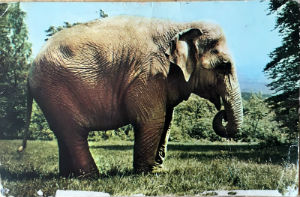 Cartes · Cartes postales Asie - Éléphants d'Asie