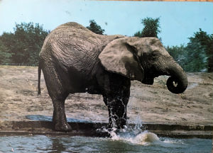 Cartes · Cartes postales Afrique