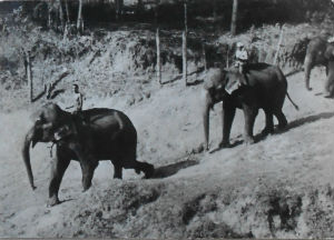Cartes · Cartes postales Asie - Cambodge, Inde, Laos, Sri Lanka