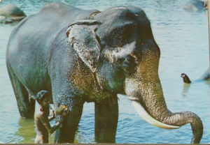 Cartes · Cartes postales Asie - Cambodge, Inde, Laos, Sri Lanka