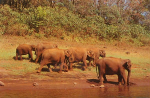 Cartes · Cartes postales Asie - Cambodge, Inde, Laos, Sri Lanka