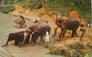 Cartes · Cartes postales Asie - Cambodge, Inde, Laos, Sri Lanka