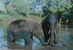 Cartes · Cartes postales Asie - Cambodge, Inde, Laos, Sri Lanka