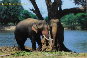 Cartes · Cartes postales Asie - Thaïlande