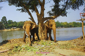 Cartes · Cartes postales Asie - Thaïlande