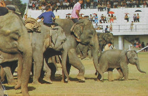 Cartes · Cartes postales Asie - Thaïlande