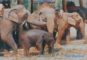 Cartes · Cartes postales Asie - Thaïlande