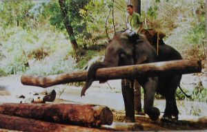 Cartes · Cartes postales Asie - Thaïlande