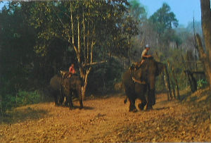 Cartes · Cartes postales Asie - Thaïlande