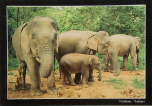 Cartes · Cartes postales Asie - Thaïlande