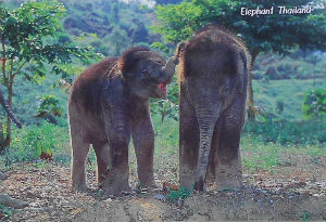 Cartes · Cartes postales Asie - Thaïlande
