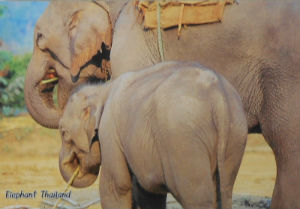 Cartes · Cartes postales Asie - Thaïlande