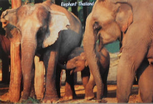 Cartes · Cartes postales Asie - Thaïlande