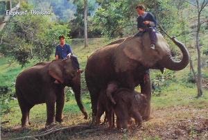 Cartes · Cartes postales Asie - Thaïlande