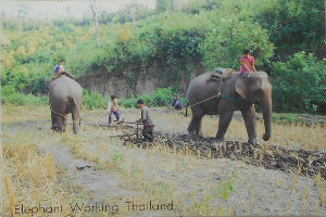 Cartes · Cartes postales Asie - Thaïlande
