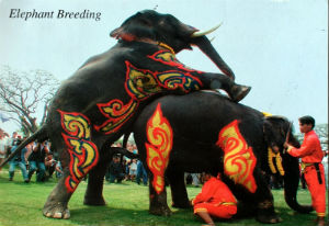 Cartes · Cartes postales Asie - Thaïlande
